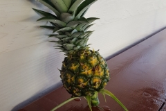 First Pineapple from my plant