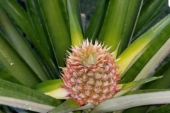 Late summer pineapple